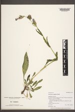 Penstemon subglaber image