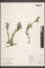 Penstemon humilis image