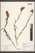 Castilleja miniata var. miniata image