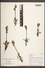 Pedicularis parryi image