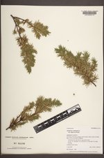 Juniperus communis var. depressa image