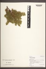 Juniperus communis var. depressa image