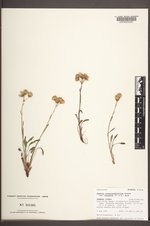 Packera streptanthifolia image