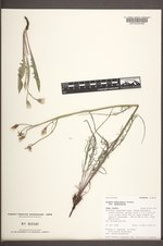 Crepis modocensis image