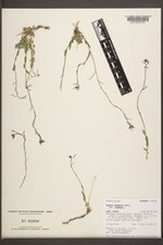 Boechera lemmonii var. lemmonii image