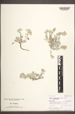 Physaria didymocarpa var. didymocarpa image