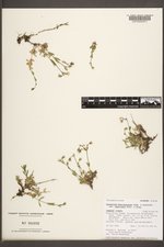 Cerastium beeringianum image