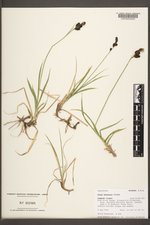 Carex paysonis image