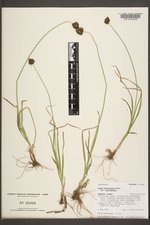 Carex microptera var. microptera image