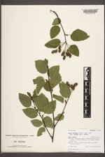 Alnus viridis var. crispa image