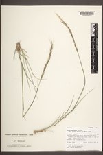 Achnatherum nelsonii subsp. dorei image