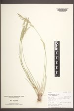 Poa secunda subsp. juncifolia image