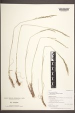 Poa secunda subsp. juncifolia image