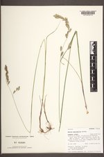 Melica spectabilis image