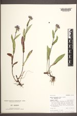Symphyotrichum foliaceum var. apricum image