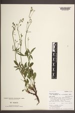 Valeriana dioica var. sylvatica image