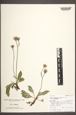 Crepis runcinata image