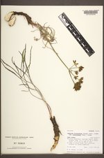 Lomatium triternatum var. platycarpum image