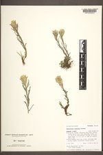 Castilleja cusickii image