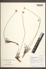 Eriogonum ovalifolium var. ochroleucum image