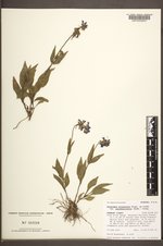 Penstemon attenuatus image