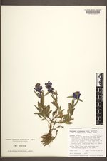 Penstemon attenuatus image