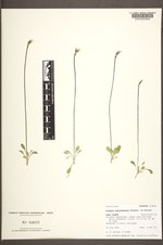 Primula egaliksensis image