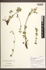 Potentilla diversifolia image
