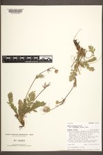 Geum triflorum var. ciliatum image