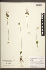 Parnassia palustris var. palustris image
