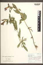 Erythranthe lewisii image