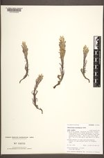 Castilleja pulchella image