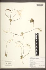 Boechera lemmonii var. lemmonii image