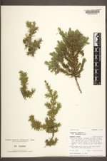 Juniperus communis var. depressa image