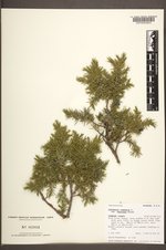 Juniperus communis var. depressa image