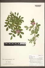 Rosa woodsii image