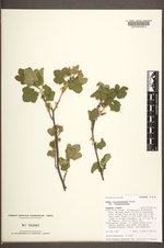 Ribes viscosissimum image