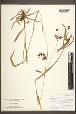 Luzula parviflora image