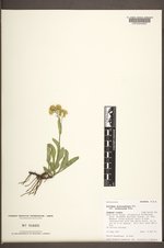 Solidago multiradiata image