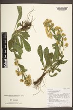 Solidago multiradiata image