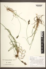 Carex raynoldsii image