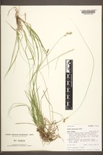 Carex praticola image