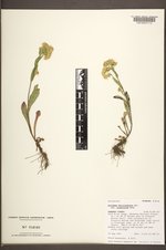 Solidago multiradiata image