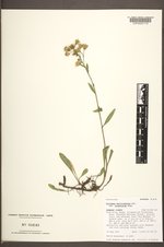 Solidago multiradiata image