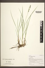 Carex aquatilis var. aquatilis image
