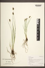 Carex hoodii image