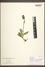 Swertia perennis image