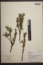 Salix glauca var. villosa image