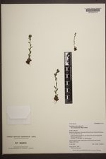 Saxifraga adscendens var. oregonensis image