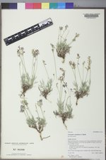 Astragalus spatulatus image